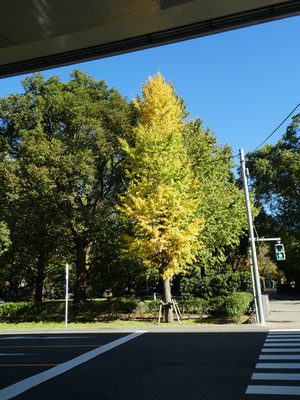 木々の紅葉・黄葉がとてもきれいな秋晴れの中、約10分で自然教育園の正門に着きました