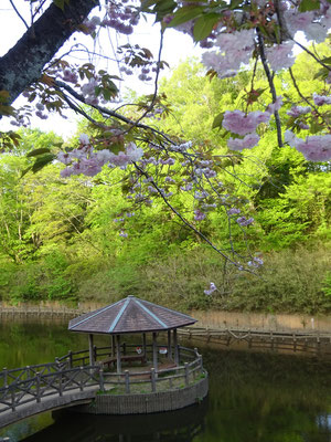八重桜