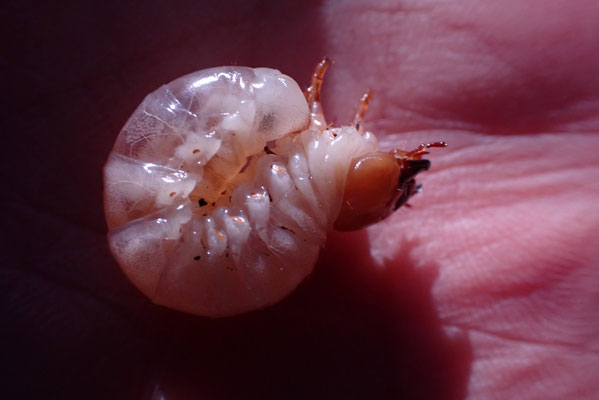 カブトムシの仲間の幼虫［C］