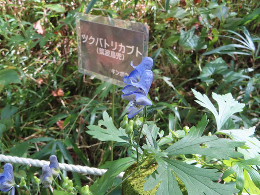 ツクバトリカブト