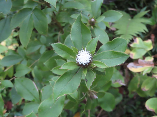 オケラ　野草園にて
