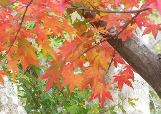 　情報大近くの御成台公園の紅葉