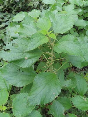 カラムシ　花が咲いている