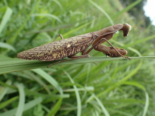 ハラビロカマキリ