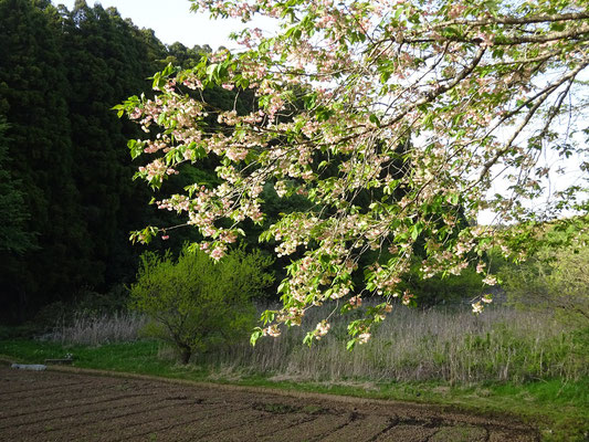 八重桜