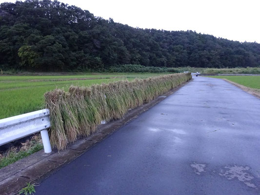 管理道路のガードレールに掛けてしばらく乾燥する。台風で乾かないかも。