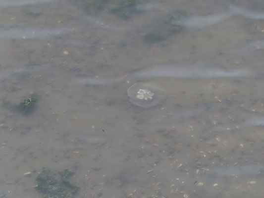 ミズクラゲ