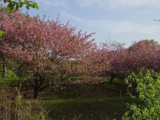 八重桜