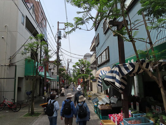 バラ園び向かう　ジャカランダの並木道