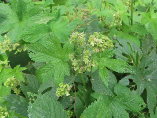 カナムグラ　揺らすと花粉が舞っていた