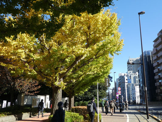 木々の紅葉・黄葉がとてもきれいな秋晴れの中、約10分で自然教育園の正門に着きました