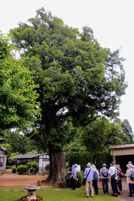 大隆寺カヤの樹