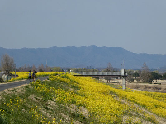 菜の花満開