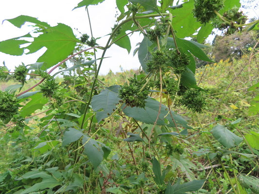 オオブタクサの雄花と雌花　雌花は種が出来ている