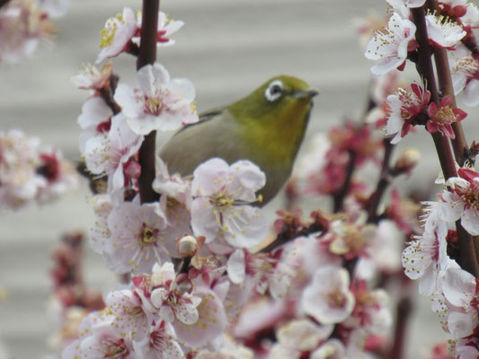ウメにメジロ
