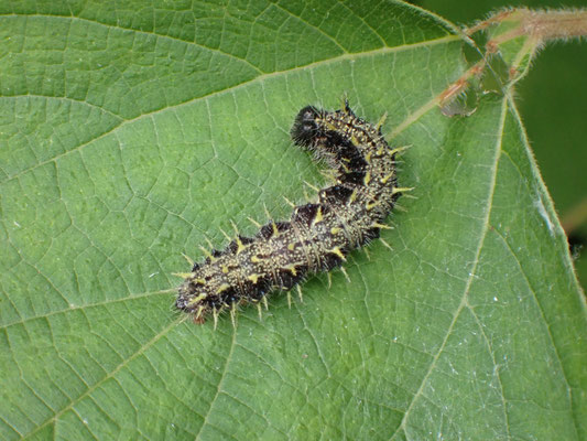 アカタテハ幼虫