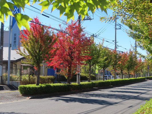 街路樹も色づき始めた