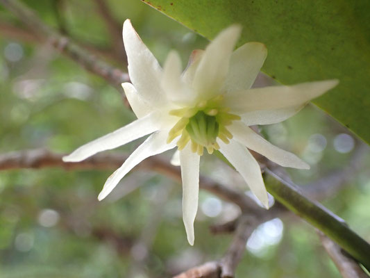 シキミの花