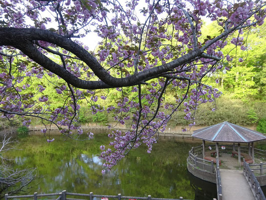 八重桜