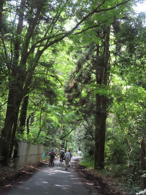 森の中を行く【横山】