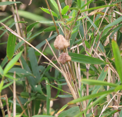 カマキリの卵のう