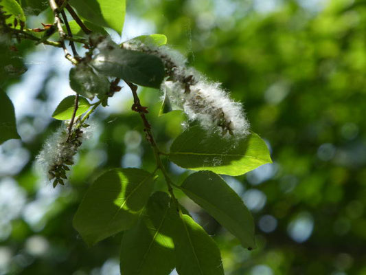 ハンノキの雄花　綿毛