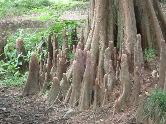 ラクウショウ 　ヒノキ科