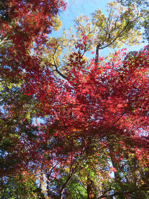 たろやまの郷は紅葉真っ盛り