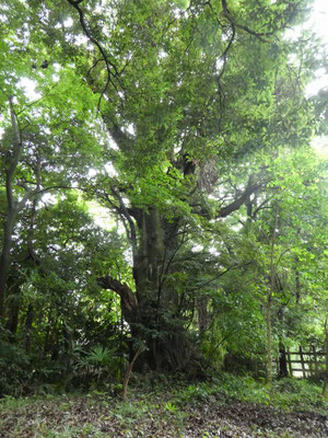   ⑫神社の奥スダジイの巨木