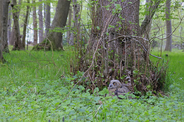 Uhu,Bubo bubo,Eagle Owl 0073