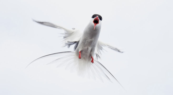 Küstenseeschwalbe,ArcticTern,Sterna paradisaea 0074