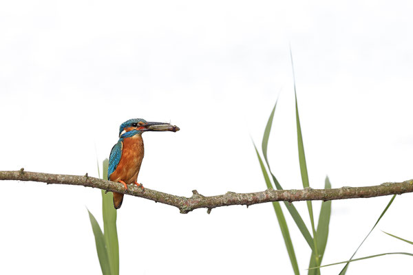 Eisvogel,Alcedo atthis,River King fisher 0063