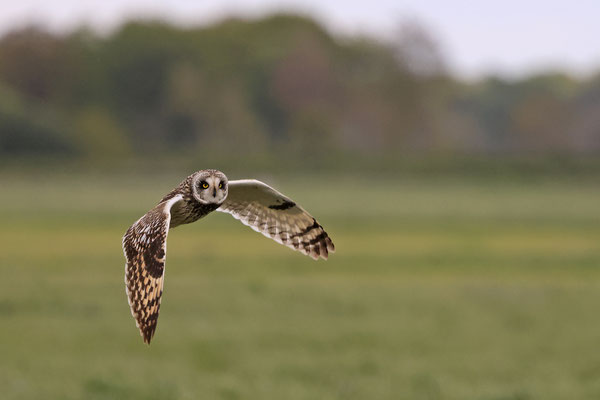 Sumpfohreule,Asio flammeus,Short eared Owl 0026