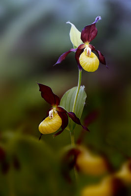 Gelber Frauenschuh,Cypripedium calceolus,yellow lady s slipper orchid 0008a