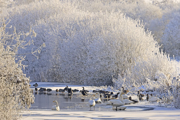 Singschwan,Whooper Swan,Cygnus cygnus 0088