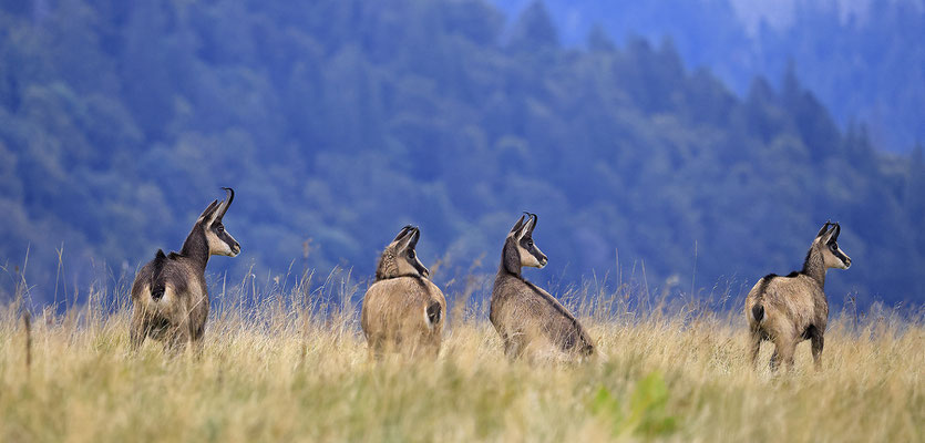 Gämse,Gaemse,chamois,Rupicapra rupicapra 0020