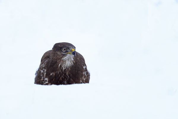 Mäusebussard,Buteo buteo,Common Buzzard 0250