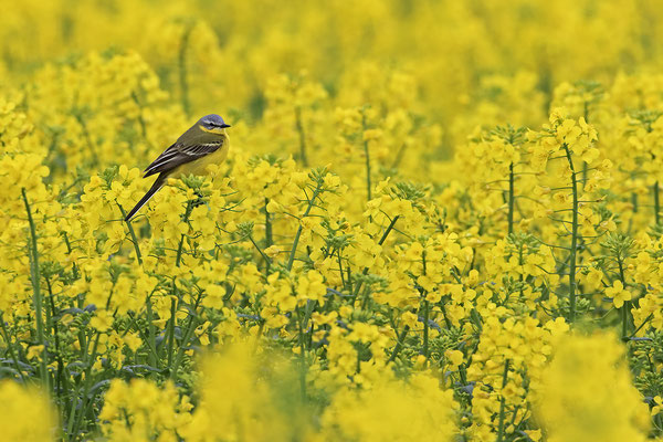 Schafstelze,Western Yellow Wagtail,Motacilla flara 0010