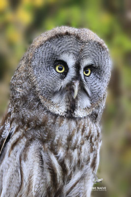 Bartkauz,Strix nebulosa, great gray owl 0001