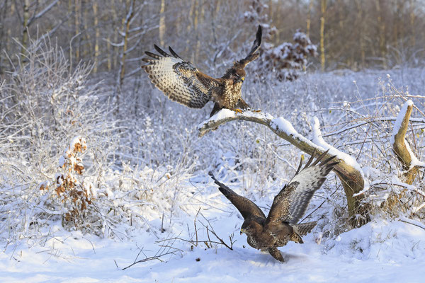 Mäusebussard,Buteo buteo,Common Buzzard 0268