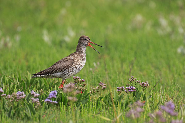 Rotschenkel,Tringa totanus,Redshank 0025