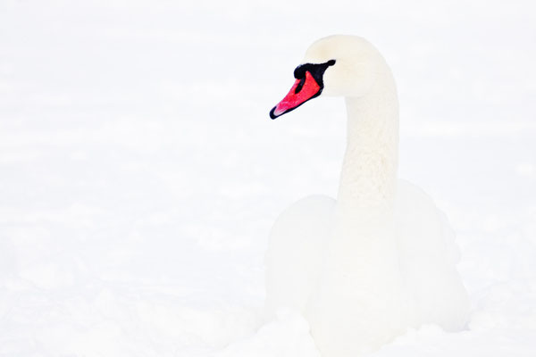 Hoeckerschwan,Mute Swan,Cygnus olor 0008