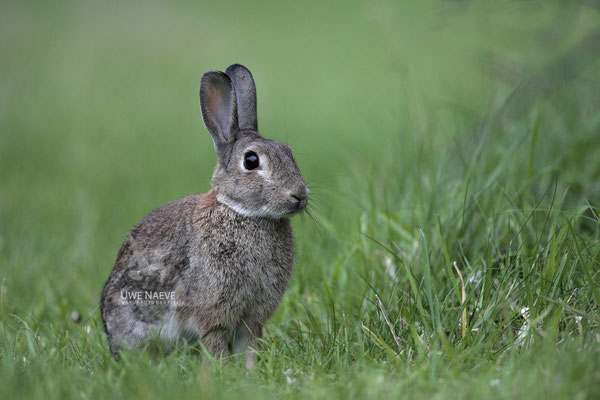 Wildkaninchen,Europan Rabbit,Orycolagus cuniculus 0002