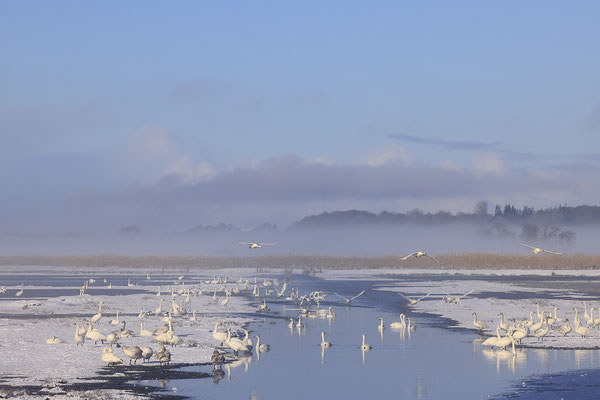 Zwergschwan,Cygnus bewickii,Bewicks Swan 0154