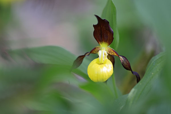 Gelber Frauenschuh,Cypripedium calceolus,yellow lady s slipper orchid 0004