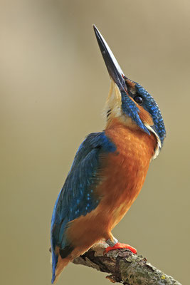 Eisvogel,Alcedo atthis,River King fisher 0054