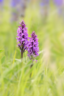 Breitblaettriges Knabenkraut,Dactylorhiza majalis 0008