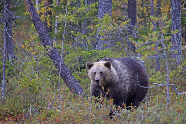 Braunbaer Ursus arctos brown bear 0058