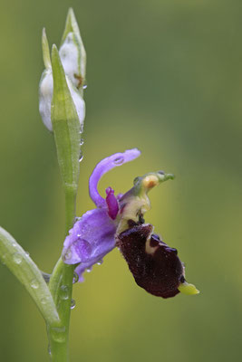 Durance-Hummel-Ragwurz Ophrys druentica 0005