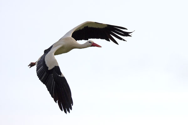 Weissstorch,Weisstorch,White Stork,Ciconia ciconia 0143
